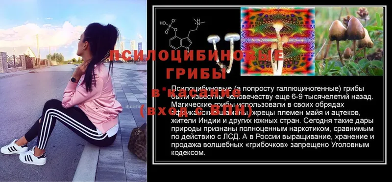 гидра ONION  Гвардейск  Галлюциногенные грибы Cubensis 